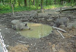 Attraktion - Privat Attraktion - Privat