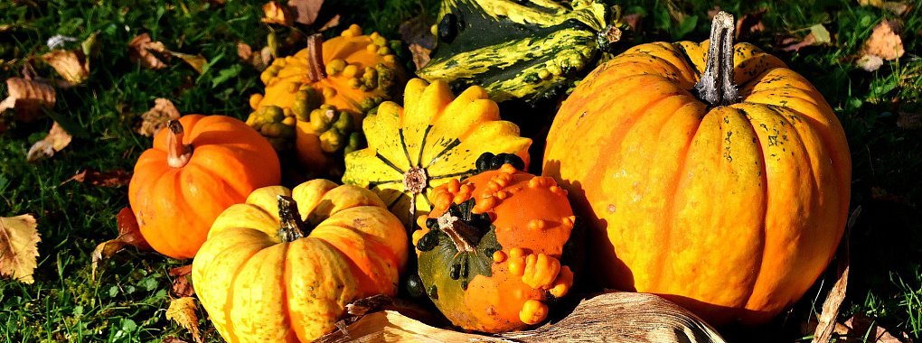 In der Herbstzeit gibt es ihn wieder öfter auf den Tisch oder als Deko im Garten: Den Kürbis. - © Symbolbild: Pixabay
